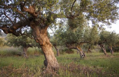 Yunan peloponnese üzerinde sıcak geç güneş ışığı altında çok eski zeytin ağaçları