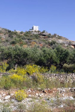 zeytin ağaçları ve Yunan pelo üzerinde Mani stoupa yakın sarı çiçek
