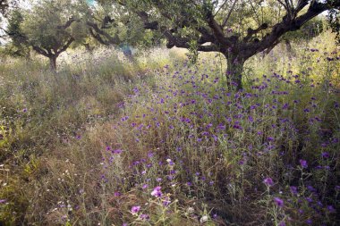 zeytin ağaçları ve mor thistle çiçek gr üzerinde Mani stoupa yakın