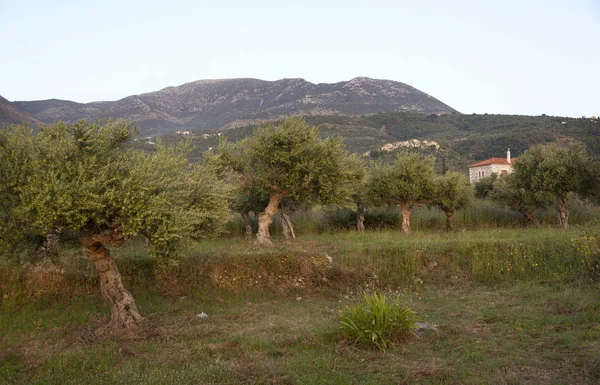 Olivos viejos en el paisaje con casa y montañas en pelopon — Foto de Stock