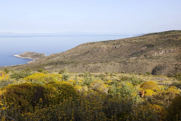 Colorido paisaje griego con flores en peloponeso y azul se — Foto de Stock