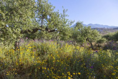 mavi gökyüzü ve Yunanistan peloponnese uzak tepelerinde foregro ile