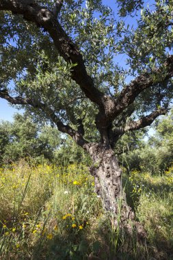 renkli çiçek ve bahar zeytin ağaçları Yunan peloponnese üzerinde