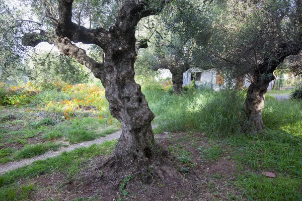 Wiek drzew oliwnych i kwiatów w greckiej ogród wiosną — Zdjęcie stockowe