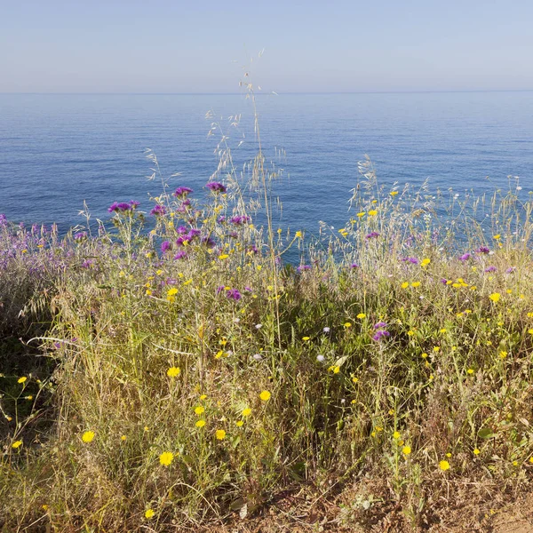 Flores de primavera y el mar azul en la parte peloponeso de Grecia — Foto de Stock