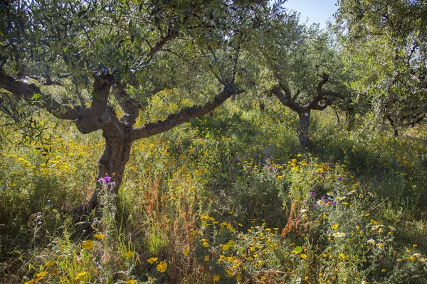 Flores de colores y olivos en primavera en griego peloponeso — Foto de Stock