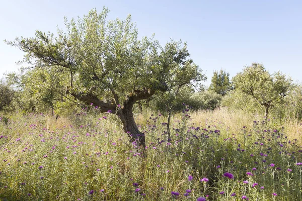 Flores de colores y olivos en primavera en griego peloponeso — Foto de Stock