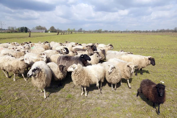 Stado owiec holenderski łące w pobliżu woudenberg w prowincji o — Zdjęcie stockowe