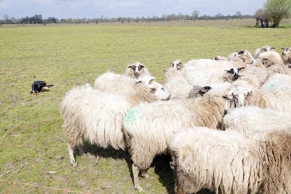 Rebaño de ovejas y perro pastor en prado holandés cerca de woudenbergin t — Foto de Stock