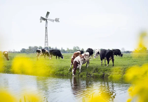 Holenderski krów w zielony łąka postrzegane przez żółte jare kwiecie w — Zdjęcie stockowe