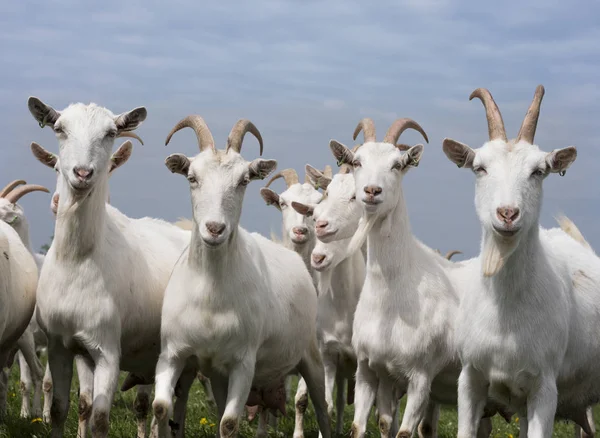 Chèvres blanches dehors dans la prairie contre ciel nuageux bleu — Photo