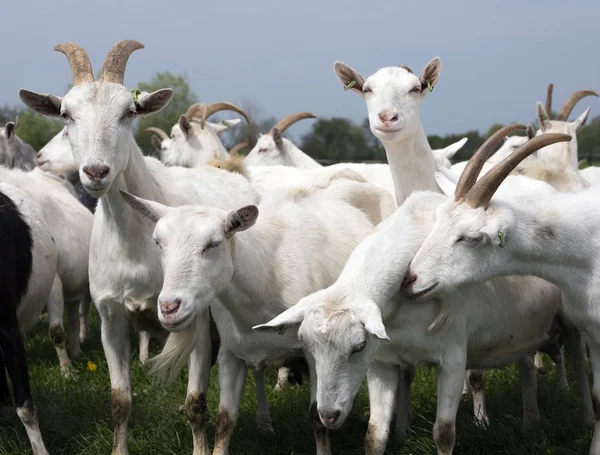 Chèvres blanches dehors dans la prairie contre ciel nuageux bleu — Photo