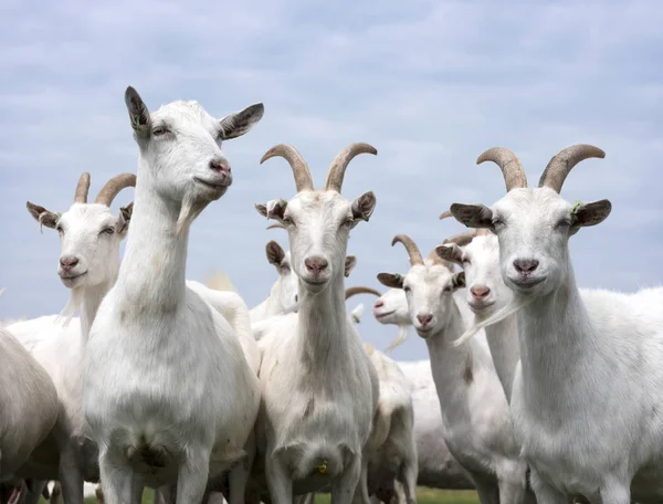 White goats outside in meadow against blue cloudy sky — Stock Photo, Image