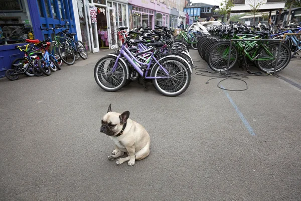 Bulldog di daerah yang disebut The Wharf penuh toko-toko kecil dan kafe — Stok Foto