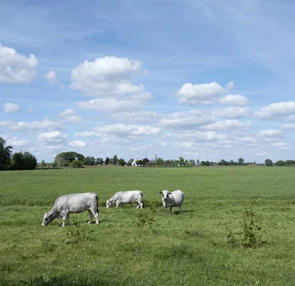 Casconne 소는 nethe 암스테르담 근처 녹색 잔디 초원에서 — 스톡 사진