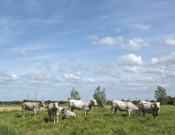 Vacas casconne en prado herboso verde cerca de Amsterdam en el nethe —  Fotos de Stock