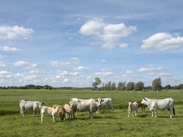 Gasconne koeien en kalveren in groene Nederlandse weide in de buurt van amsterdam wi — Stockfoto