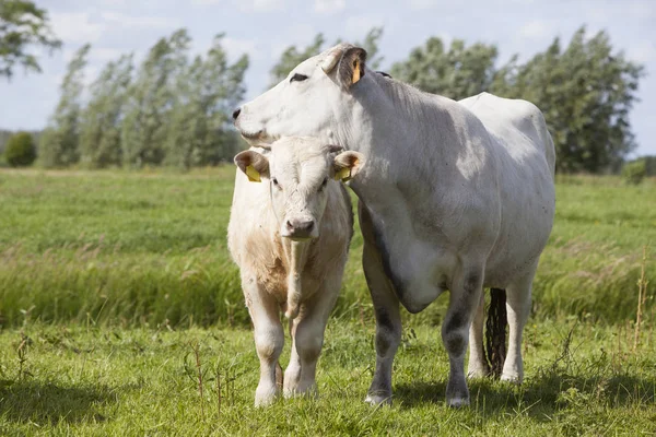 Gasconne vaca y ternera en verde prado holandés cerca de Amsterdam — Foto de Stock