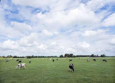 çayır ve çiftlikleri fr Hollandalı il içinde siyah ve beyaz inekler