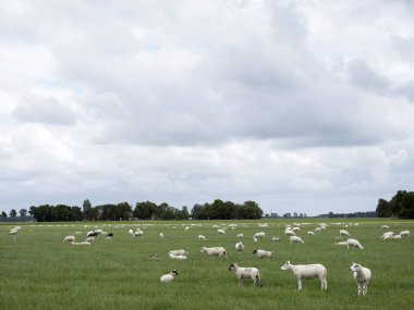 Yeşil çimenli çayırda Emmeloord yakınındaki netherl koyun otlatmaya