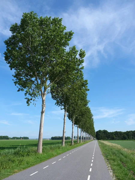 道路和排在荷兰的荷兰圩田的树木 — 图库照片