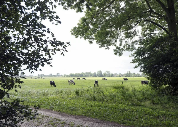 Vacas blancas y negras en el prado vistas a través de los árboles en la disposición holandesa —  Fotos de Stock