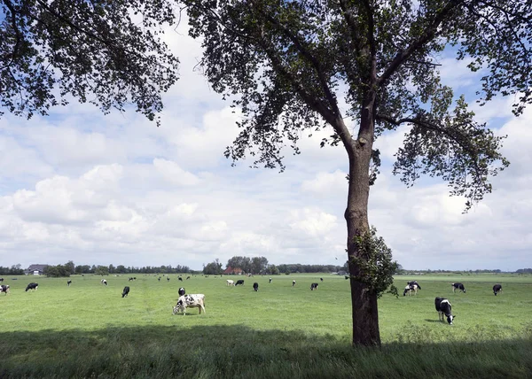 풀밭 그리고 fr의 네덜란드 지방에서 농장에서 흑인과 백인 소 — 스톡 사진