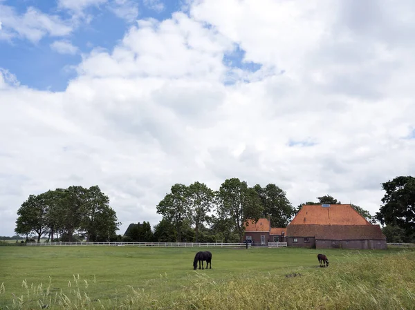 Caballos en el prado antes de la antigua granja en el sureste de la provincia holandés — Foto de Stock