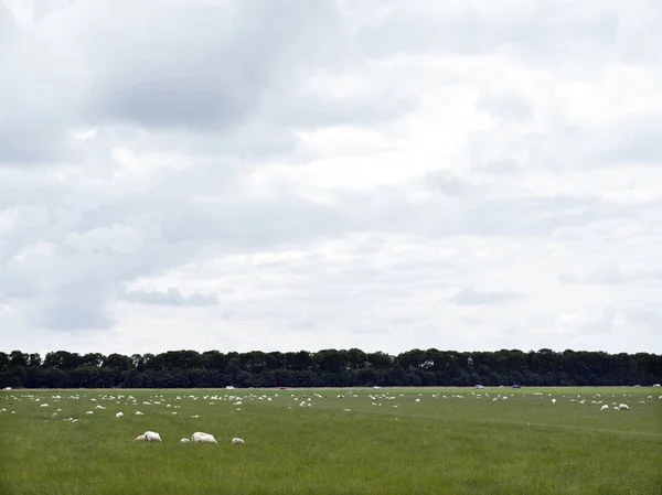 Pastoreo de ovejas en prado herboso verde cerca de Emmeloord en el netherl —  Fotos de Stock
