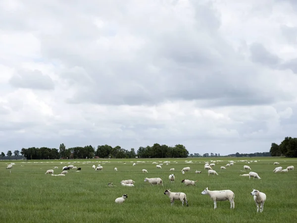 Fåren betar i gräsbevuxna grön äng nära Emmeloord i netherl — Stockfoto