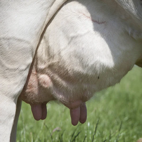 Full juver av ko i holländska äng — Stockfoto