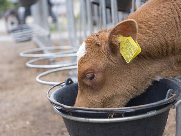 young brown calf drinks from black bucket