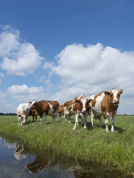 Rote und weiße Kühe im niederländischen grünen Wiese unter blauem Himmel w — Stockfoto