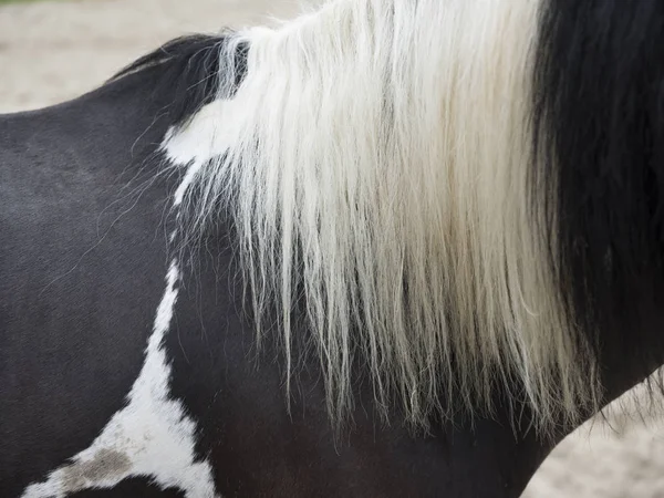 Primer plano de crines blancos en caballo negro — Foto de Stock