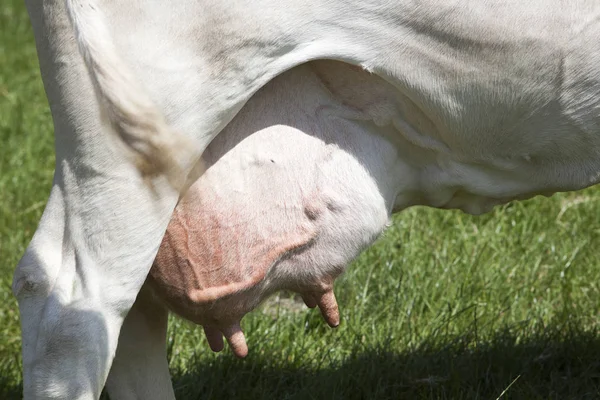 Mamelle pleine de vache dans la prairie néerlandaise — Photo