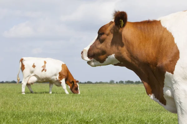 Vacas rojas y blancas en prado verde de hierba holandesa bajo cielo azul w — Foto de Stock