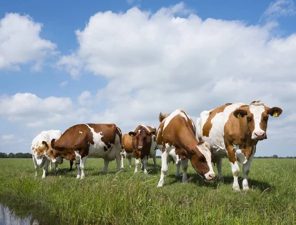 Rote und weiße Kühe im niederländischen grünen Wiese unter blauem Himmel w — Stockfoto