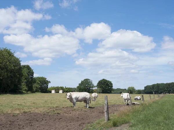 Vacas se paran en prado al norte de antena en Bélgica —  Fotos de Stock