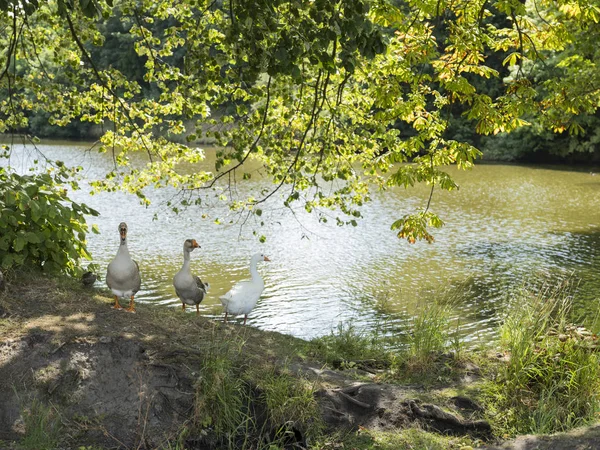 Três gansos estão perto da lagoa em bela luz solar sob castanha — Fotografia de Stock