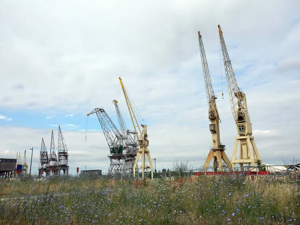 Harbor cranes and summer flowers in harbor of antwerp — Stock Photo, Image