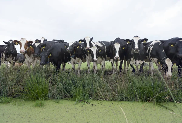 Row of black and white cows stand at ditch in dutch meadow — Stock Photo, Image