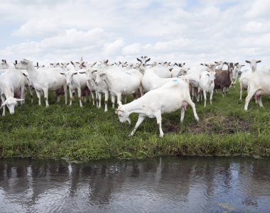 Beyaz Keçi yeşil çimenli Hollandalı çayır