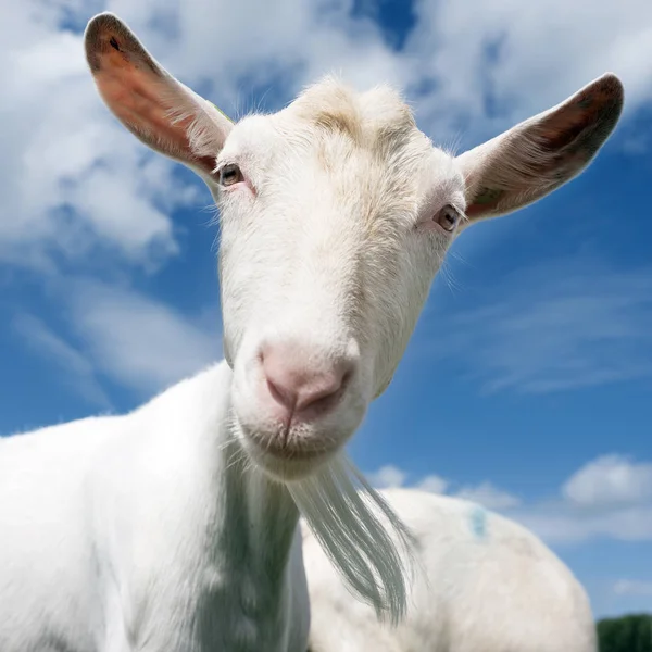 White goat head against blue sky — Stock Photo, Image