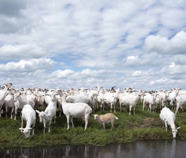 white goats in green grassy dutch meadow