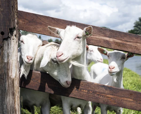 White goats in green grassy dutch meadow behind wooden fence — Stock Photo, Image