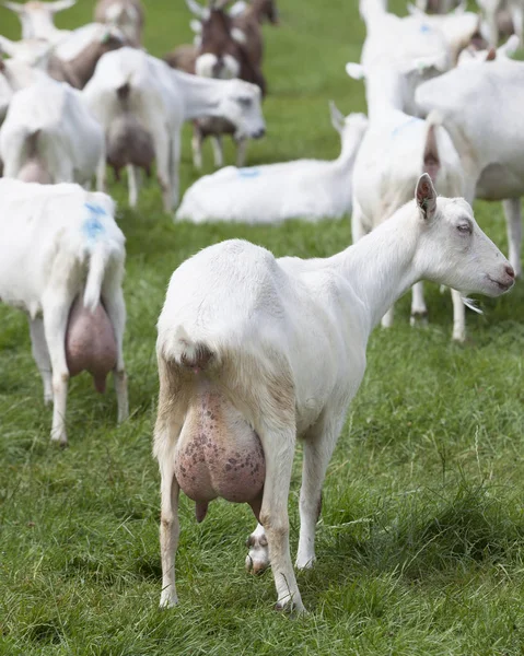 White goats in green grassy dutch meadow — Stock Photo, Image