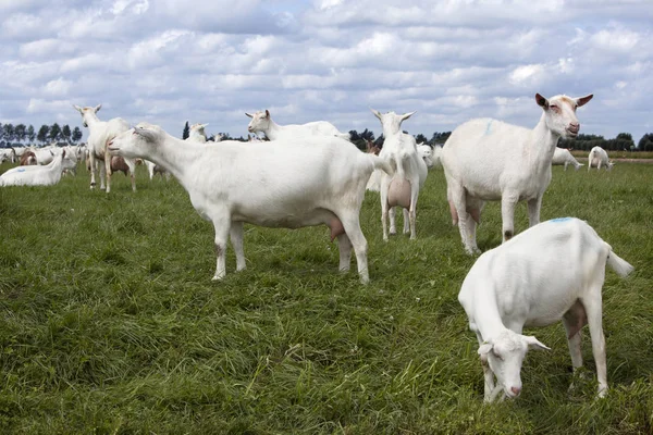 White goats in green grassy dutch meadow — Stock Photo, Image