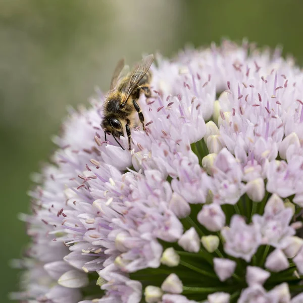 Bee op roze planeet allium flower — Stockfoto