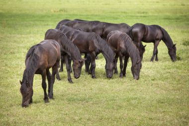 Hollanda'da utrecht yakınındaki Hollanda çayırda genç kahverengi atlar