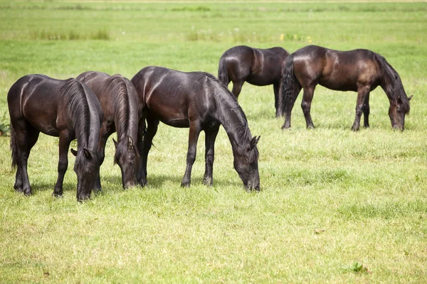 Jóvenes caballos marrones en prado holandés cerca de utrecht en Holanda — Foto de Stock